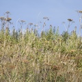 313-1803 Native Grass